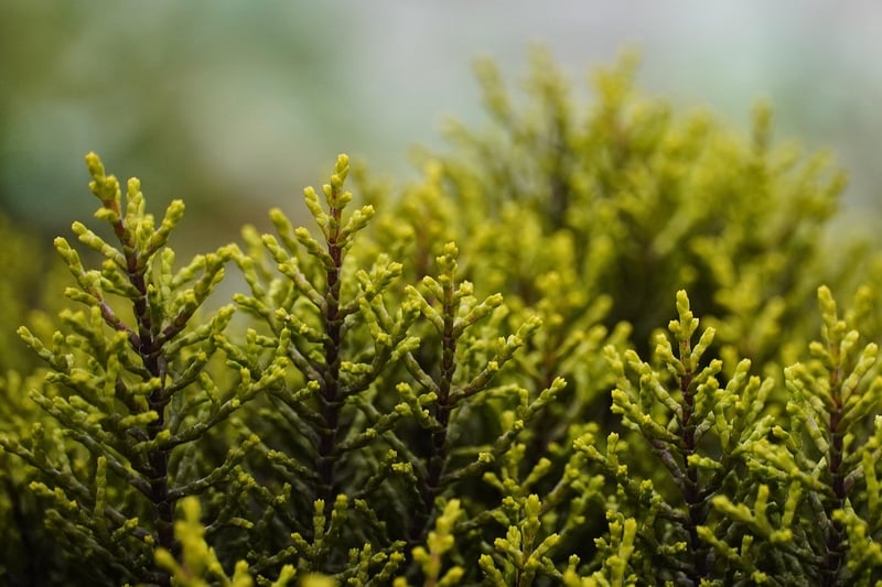 Wizardly shrubs