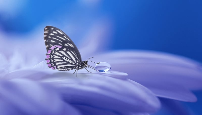 Pixie paradise