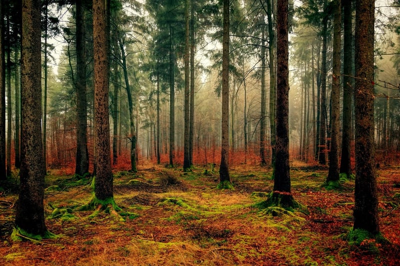 Ancient Forest
