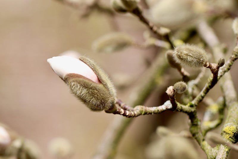 Magnolia Tree