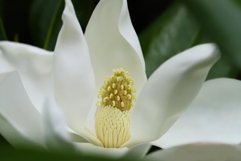 Magnolia Flower