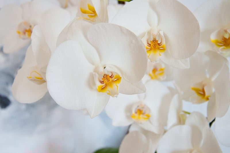 Orchid Flowers