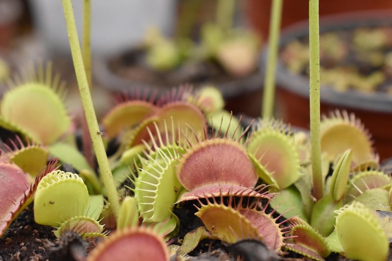 Venus Flytrap Plant
