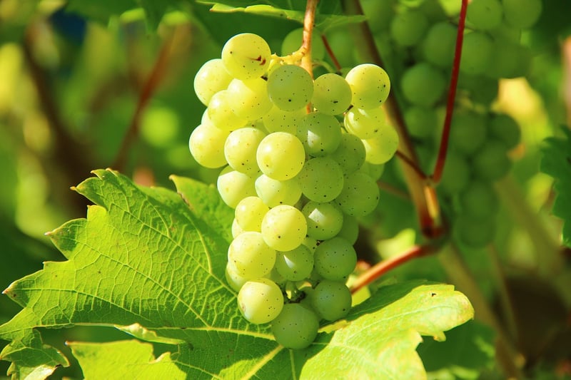 Scale-Covered Vines