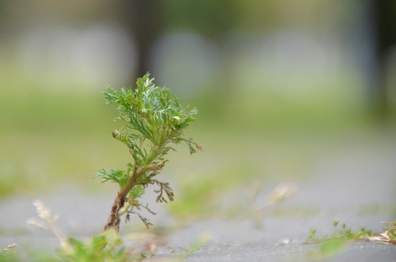 Wormwood Plant